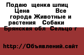 Подаю. щенка шпиц  › Цена ­ 27 000 - Все города Животные и растения » Собаки   . Брянская обл.,Сельцо г.